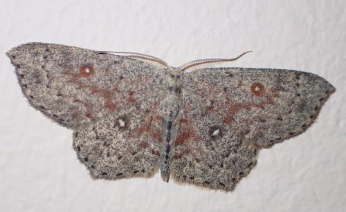 Cyclophora pendularia